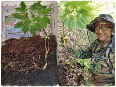 심봤다, “안동 학가산에서 100년산 천종산삼” 캤다