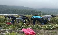 고령군 우곡면·환경과·건설과·축산정책과 폭우 뒤 진흙탕 속에서‘농촌일손돕기’구슬땀 흘려