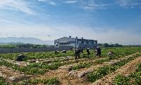 고령군 기획예산과·가족행복과·투자유치과, 농가 일손 부족 해소에 힘 보태